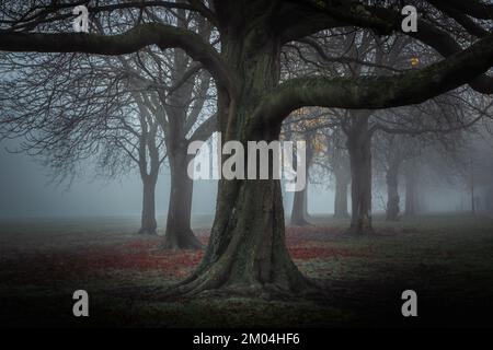 Kastanie im Nebel an einem Herbsttag Stockfoto