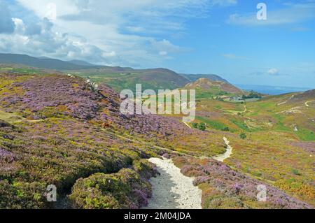 Carneddau-Pony auf dem Küstenweg des Conwy-Berges Stockfoto