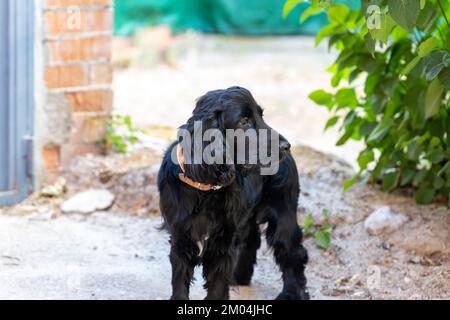 englischer Cockerspaniel, der mit 14 Monaten posiert Stockfoto