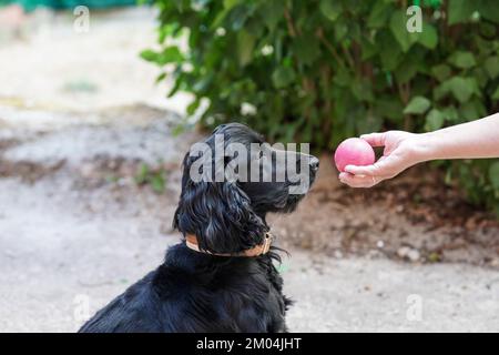 englischer Cockerspaniel, der mit 14 Monaten posiert Stockfoto