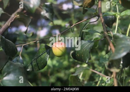 Apfel kul boroi grün isoliert, Kul boroi grüne Pflaume im Dorf. Stockfoto