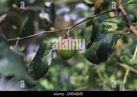 fruchtkul Boroi oder Pflaumenbaum, Nahaufnahme Boroi Frucht A im Hintergrund. Stockfoto