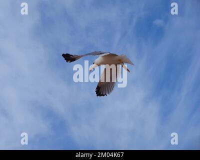 Nahaufnahme einer fliegenden Heringsseemöwe Stockfoto