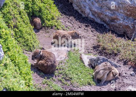 Eine Rock Hyrax Familie, Procavia capensis, in ihrer Höhle am Stony Point in Bettys Bay. Stockfoto