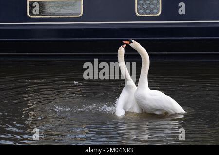 Windsor, Berkshire, Großbritannien. 19.. April 2022. Ein Paar stumme Schwäne paaren sich auf der Themse in Windsor. Schwäne paaren sich lebenslang, und der weibliche Schwan namens Pen legt bis zu sieben Eier in der Regel im April und Anfang Mai. Leider sind viele der im letzten Jahr geborenen Zygneten während des Ausbruchs der Vogelgrippe Anfang dieses Jahres gestorben. Kredit: Maureen McLean/Alamy Stockfoto