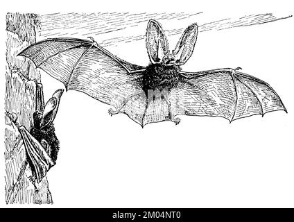 Langohr-Fledermaus, Plecotus auritus SYN. Verspertilio auritius, anonym (Zoologiebuch, 1928), Langohrige Fledermaus, Oreillard roux Stockfoto