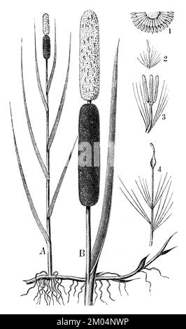 Bulrush, Typha latifolia, anonym (Botanisches Buch, 1880), Breitblättriger Rohrkolben, Massette à grösste Fehilles Stockfoto