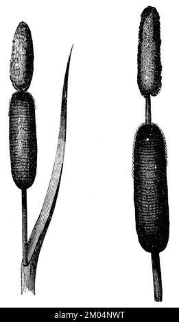 Bulrush, Typha latifolia, anonym (Biologiebuch, 1878), Breitblättriger Rohrkolben, Massette à grösste Fehilles Stockfoto