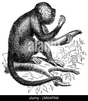 Venezolanischer Rotbrüller, Alouatta seniculus, anonym (Zoologiebuch, 1882), Roter Brüllaffe, Hurleur Roux Stockfoto