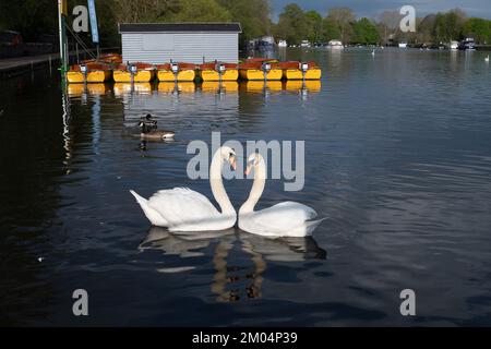 Windsor, Berkshire, Großbritannien. 19.. April 2022. Schwäne waren heute damit beschäftigt, auf der Themse in Windsor umherzuwerben. Schwäne paaren sich lebenslang, und der weibliche Schwan namens Pen legt bis zu sieben Eier in der Regel im April und Anfang Mai. Leider sind viele der im letzten Jahr geborenen Zygneten während des Ausbruchs der Vogelgrippe Anfang dieses Jahres gestorben. Kredit: Maureen McLean/Alamy Stockfoto