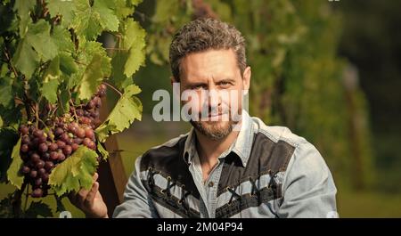 Mann Erntemaschine auf Sommerernte. Portrait des Enologen in Traubenblättern. Landwirt an der Weinrebe. Stockfoto