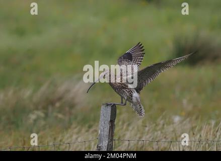 In der Zuchtsaison bleibt der Curlew bei Eiern oder jungen Tieren. Wenn sie dieses Verhalten zeigen, müssen Sie sicherstellen, dass Sie schnell und sicher abreisen. Stockfoto