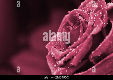 Frische und nasse Rose mit Tröpfchen in Makrofotografie Image toned in Viva Magenta, Farbe des 2023. Jahres Stockfoto