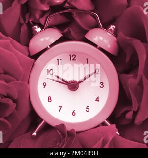 Kleiner süßer Wecker, umgeben von Rosenköpfen. Romantische Szene und Zeit für Liebe. Bild in Viva Magenta, Farbe des 2023. Jahres Stockfoto