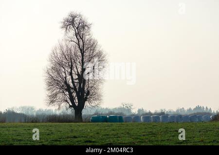 Ein hoher Baum ohne Blätter und Silageballen auf einer Wiese vor einem trüben Himmel, Novembertag Stockfoto