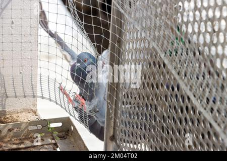 Eine Taube fliegt auf dem Balkon eines Hauses, geschützt durch ein Schutzgitter, konzentriert auf das Netz Stockfoto