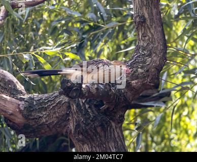 Der guira-Kuckuck (Guira guira) sitzt auf einem Baum mit rohem Fleisch im Schnabel Stockfoto