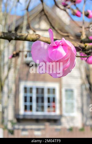 Blühender Magnolienbaum im Hintergrund eines Wohnzentrums Stockfoto