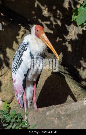 Milchstorch (Mycteria cinerea), der sich in der Sonne sonnt. Stockfoto