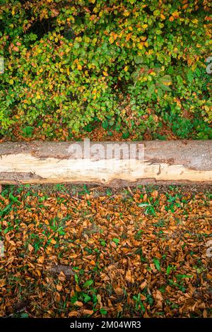 Ein Baumstamm mitten im Herbst farbige Büsche und braune Blätter auf dem Boden Stockfoto