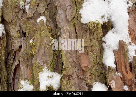 Schnee auf der Rinde einer westlichen Lärche, Larix occidentalis, entlang des Flusses Kootenai, östlich von Troja, Montana. Andere gebräuchliche Namen von L. occidentalis Stockfoto