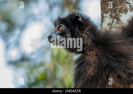 Milne-Edwards's Sifaka - Propithecus edwardsi, wunderschöne vom Aussterben bedrohte Primaten aus den Wäldern Madagaskars, Ranomafana-Nationalpark, Madagaskar. Stockfoto