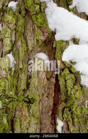 Schnee auf der Rinde einer westlichen Lärche, Larix occidentalis, entlang des Flusses Kootenai, östlich von Troja, Montana. Andere gebräuchliche Namen von L. occidentalis Stockfoto