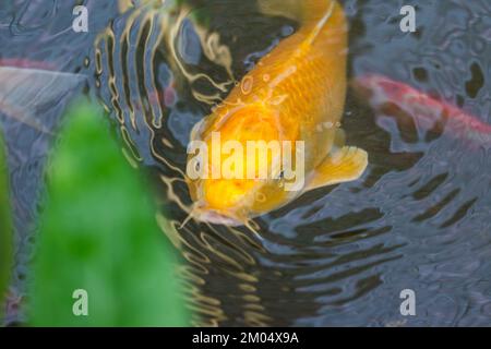 Der Goldfisch im kleinen Teich sieht nach grünen Blättern aus. Stockfoto