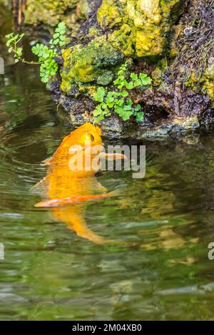 Der Goldfisch im kleinen Teich frisst die grünen Blätter auf dem Felsen, nahe dem Teich. Stockfoto