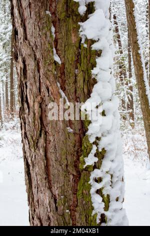 Schnee auf der Rinde einer westlichen Lärche, Larix occidentalis, entlang des Flusses Kootenai, östlich von Troja, Montana. Andere gebräuchliche Namen von L. occidentalis Stockfoto