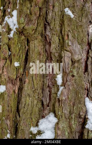 Schnee auf der Rinde einer westlichen Lärche, Larix occidentalis, entlang des Flusses Kootenai, östlich von Troja, Montana. Andere gebräuchliche Namen von L. occidentalis Stockfoto