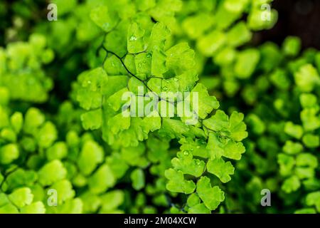 Klappenstift kleiner Blätter. Frische und schöne Farbe Stockfoto