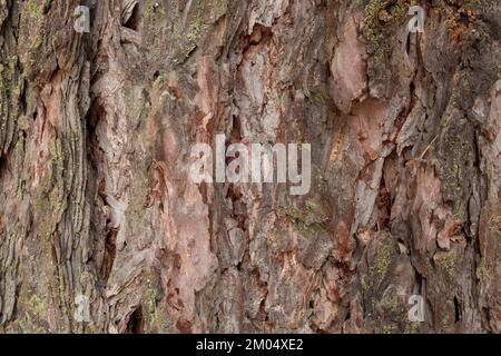 Die Rinde einer westlichen Lärche, Larix occidentalis, entlang des Flusses Kootenai, östlich von Troja, Montana. Weitere gebräuchliche Bezeichnungen von L. occidentalis sind Stockfoto