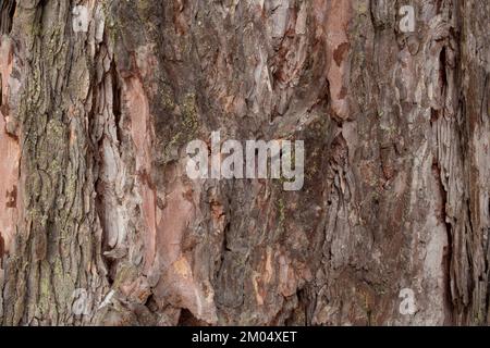 Die Rinde einer westlichen Lärche, Larix occidentalis, entlang des Flusses Kootenai, östlich von Troja, Montana. Weitere gebräuchliche Bezeichnungen von L. occidentalis sind Stockfoto