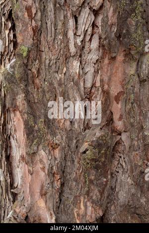 Die Rinde einer westlichen Lärche, Larix occidentalis, entlang des Flusses Kootenai, östlich von Troja, Montana. Weitere gebräuchliche Bezeichnungen von L. occidentalis sind Stockfoto