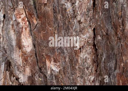 Die Rinde einer westlichen Lärche, Larix occidentalis, entlang des Flusses Kootenai, östlich von Troja, Montana. Weitere gebräuchliche Bezeichnungen von L. occidentalis sind Stockfoto