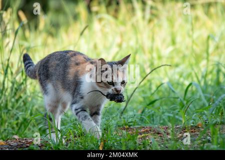 Katzenjagd, Mausbegegnung, Nahaufnahme Stockfoto