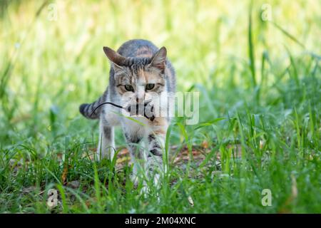 Katzenjagd, Mausbegegnung, Nahaufnahme Stockfoto