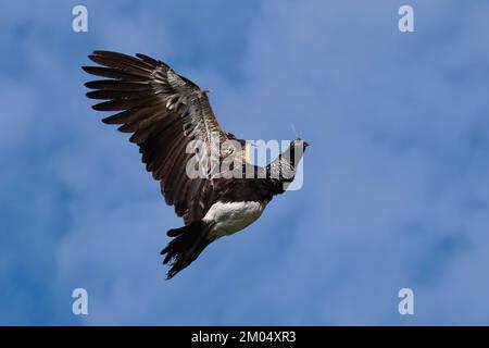 Flying Horned Screamer (Anhima cornuta), Manu Nationalpark Nebelwald, Peru Stockfoto