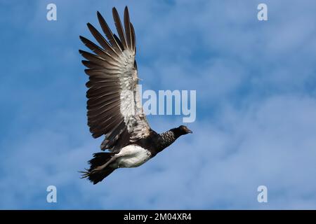 Flying Horned Screamer (Anhima cornuta), Manu Nationalpark Nebelwald, Peru Stockfoto