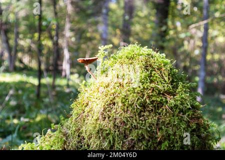 Ein einziger gelber Pilz, der auf grünem Moos in einem grünen Wald wächst Stockfoto