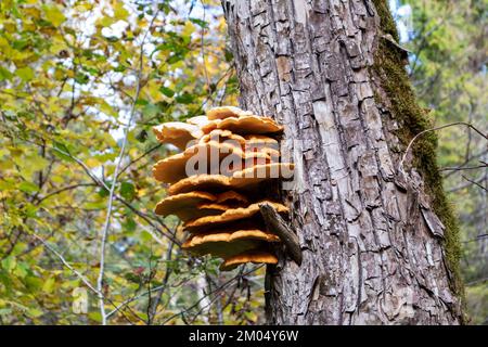 Gelbe Pilze auf einem braunen Baumstamm und grüne Bäume im Hintergrund Stockfoto