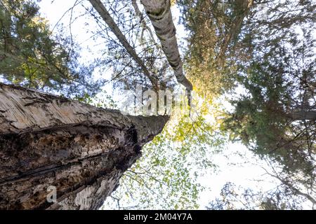 Blick von unten mit grünen Bäumen im Wald und hellblauem Himmel Stockfoto