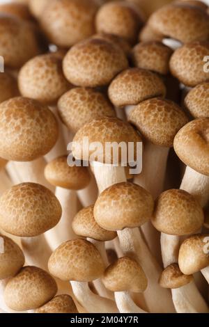 Draufsicht und Makroaufnahme von Shimeji Braunen Pilzen oder Buchen-Pilzen. Vertikaler Hintergrund Stockfoto