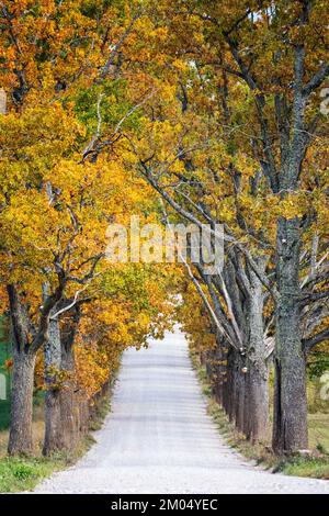 Eine Baumgasse mit gelben und orangefarbenen Herbstblättern Stockfoto