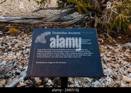 Hinweisschild im Ancient Bristlecone Pine Forest, Inyo National Forest, Kalifornien, USA Stockfoto