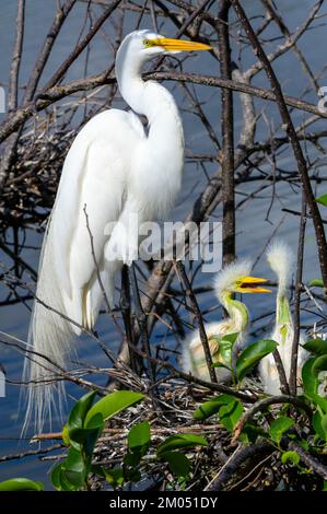 Die Wakodahatchee Wetlands, Florida, USA, bewachen die Weißen Reiher (Ardea alba) im Nest mit den Küken in der Nisterei. Stockfoto