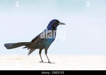 Auf dem Boden stehend, Emeralda-Schutzgebiet, Florida, USA. Stockfoto