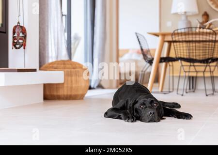 Junger schwarzer labrador liegt auf dem Boden im Inneren einer mediterranen Villa Stockfoto