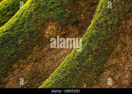 Das leuchtend grüne Moss wächst an den Flossen Eines baldigen Zypressenbaums im Congaree-Nationalpark Stockfoto